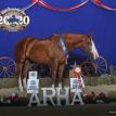 Because Ima Diva at the 2020 ARHA World Show