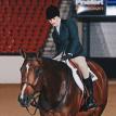 Huntified at the 2017 APHA World Championship Show
