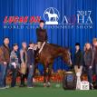 Huntified at the 2017 AQHA World Show