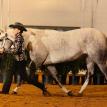 Hunting Blue Skies 2018 AQHA Congress