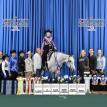 Hunting Blue Skies 2019 AQHA Level 1 Championships