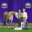 Huntn InThe GrayArea 2014 APHA World Show