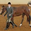 Huntress PtHA Color Breed Congress 2013