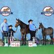 Impulsified Shadows at the 2018 Buckskin Congress