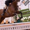 Impulsive Details at the 2018 APHA Fall World Show