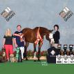 Impulsive Details at the 2018 APHA World Show