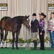 Impulsive AllThe Time at the 2018 PtHA Color Breed Congress