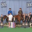 Because Ima Diva at the 2015 PtHA World Show